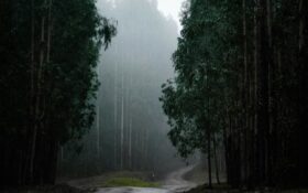 브라질 커피산업 삼림파괴