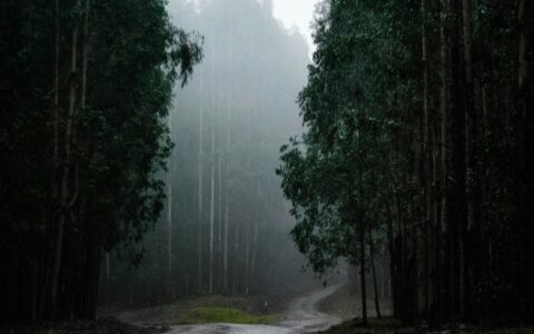 브라질 커피산업 삼림파괴