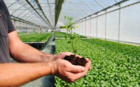 커피 육종 프로그램