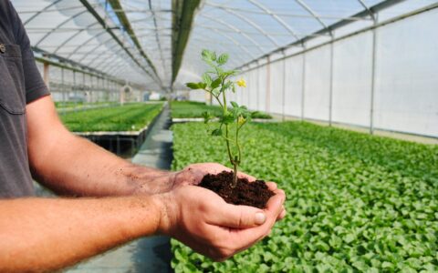 커피 육종 프로그램