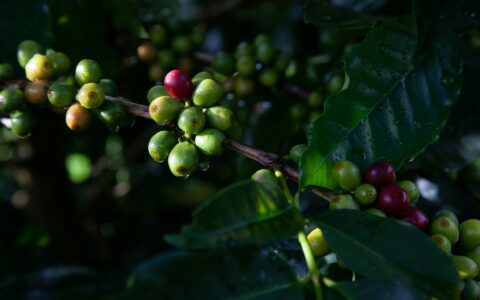 브라질 미성숙 체리 발효기술 SIAF