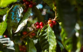 커피 체리 음료