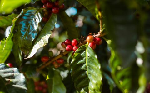 커피 체리 음료