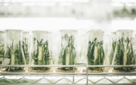 로부스타 육종 네트워크