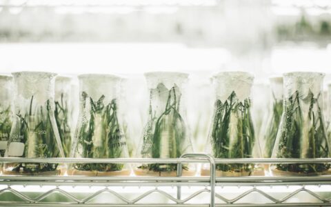 로부스타 육종 네트워크