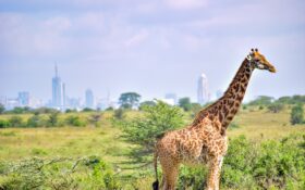 케냐 커피 경매