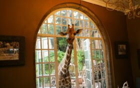 케냐 커피 직접 결제