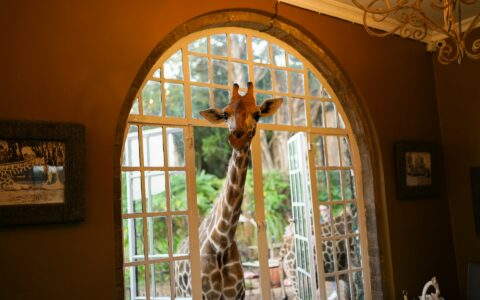 케냐 커피 직접 결제