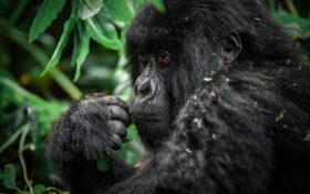 르완다 커피 수출