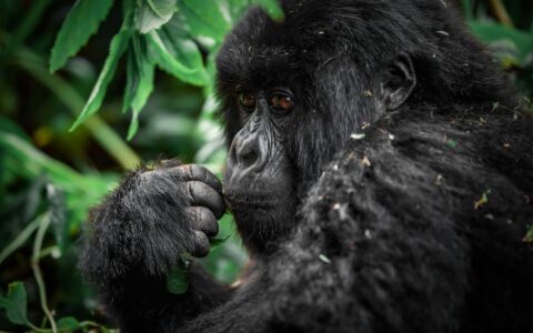 르완다 커피 수출