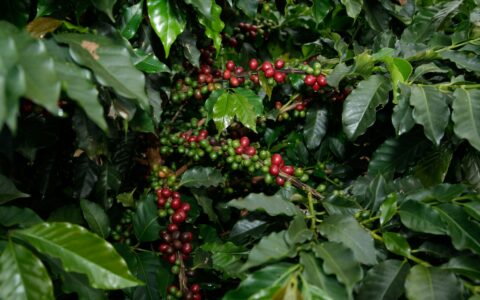 브라질 커피 블록체인