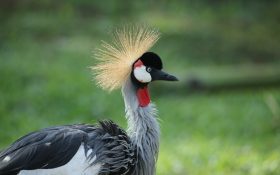 우간다 커피 플레이버