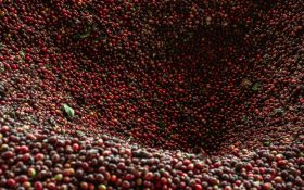 콜롬비아 발효 가공 강화