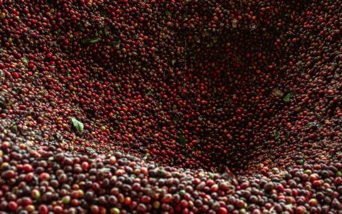 콜롬비아 발효 가공 강화