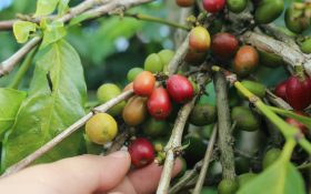 인도 커피 노동력 부족